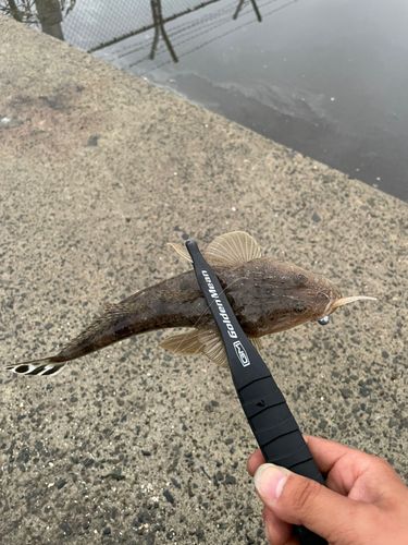 マゴチの釣果