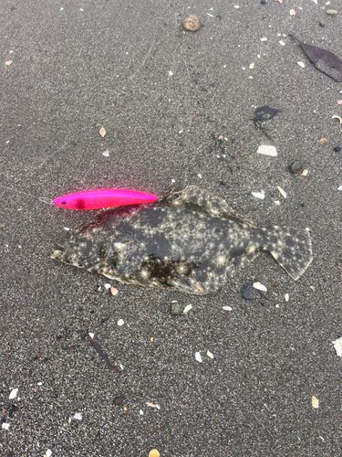 ソゲの釣果