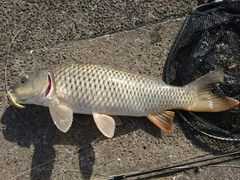 コイの釣果