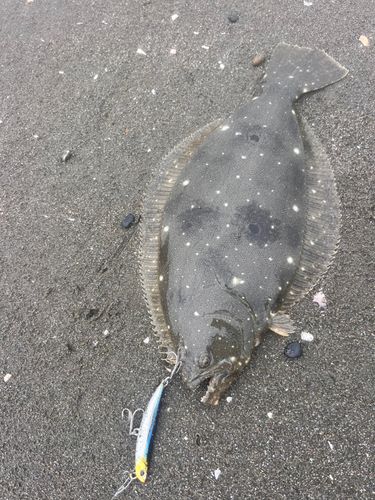 ソゲの釣果