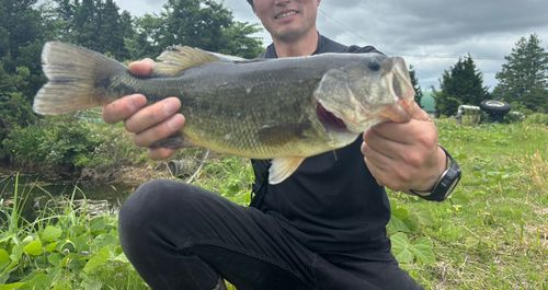 ラージマウスバスの釣果