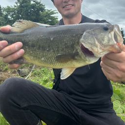 ラージマウスバス