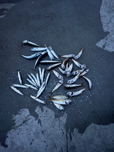ムツの釣果
