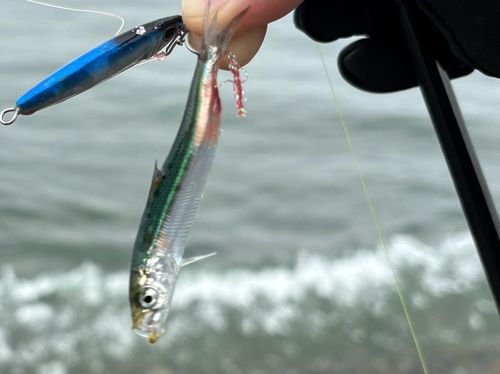 マイワシの釣果