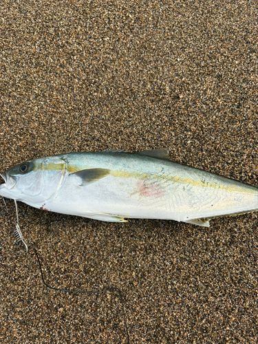 ヒラマサの釣果
