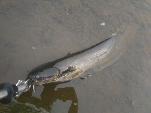 マナマズの釣果