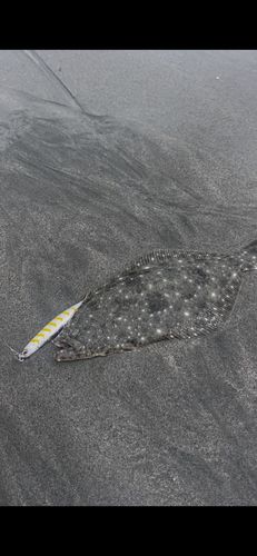 ソゲの釣果