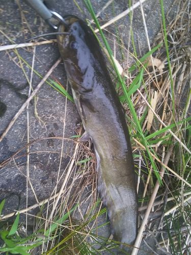 マナマズの釣果