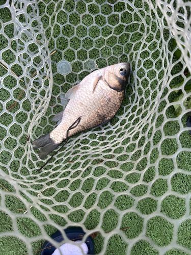 ヘラブナの釣果