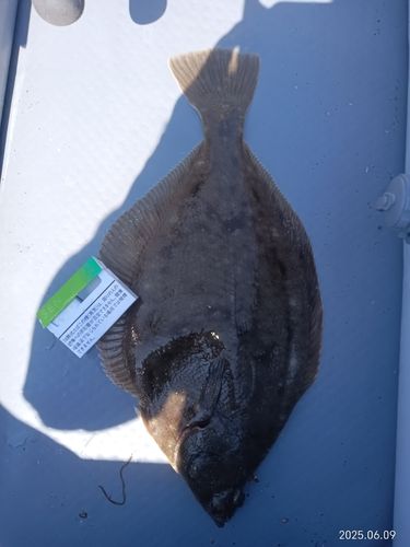 マガレイの釣果