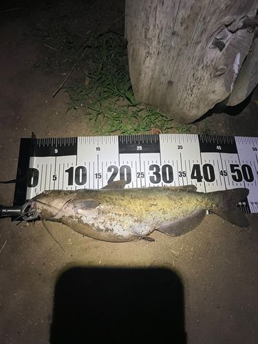 アメリカナマズ