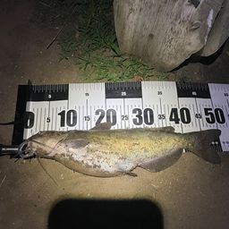 アメリカナマズ