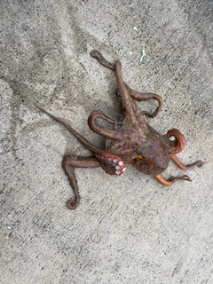 タコの釣果
