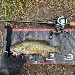 スモールマウスバス