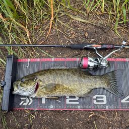 スモールマウスバス