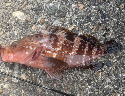 キジハタの釣果