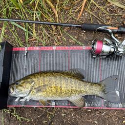 スモールマウスバス