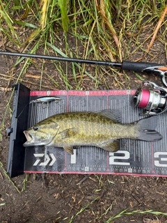 スモールマウスバスの釣果