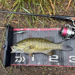 スモールマウスバス