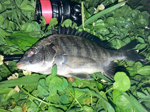 チンチンの釣果