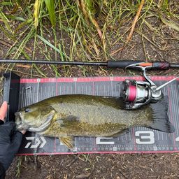 スモールマウスバス