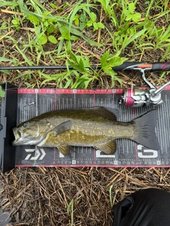 スモールマウスバスの釣果
