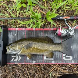 スモールマウスバス