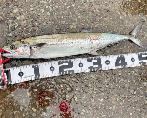 サゴシの釣果