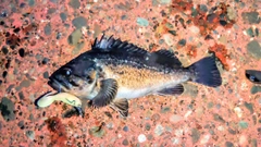 クロソイの釣果