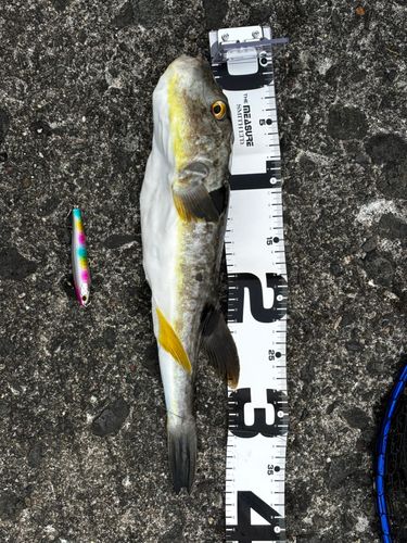 マフグの釣果