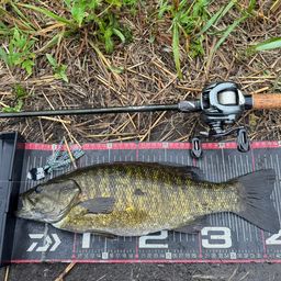 スモールマウスバス