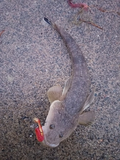マゴチの釣果