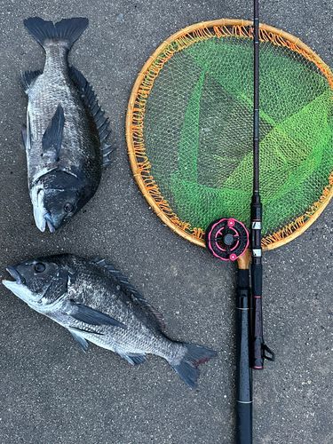 チヌの釣果