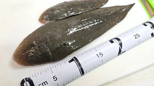 シタビラメの釣果