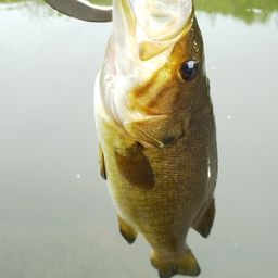 スモールマウスバス