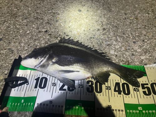 チヌの釣果