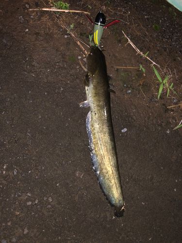 ナマズの釣果