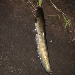 ナマズ