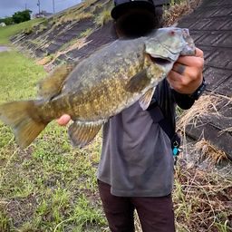 スモールマウスバス