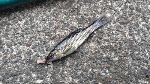 モツゴの釣果