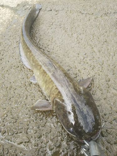 マナマズの釣果