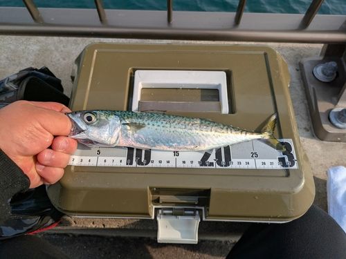 サバの釣果