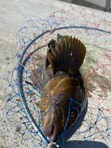 アイナメの釣果