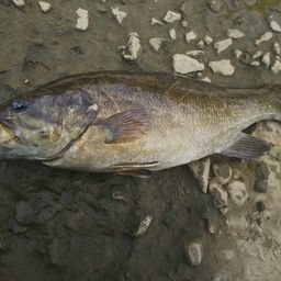 スモールマウスバス