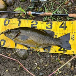 スモールマウスバス