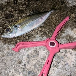 アジ