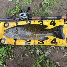 スモールマウスバス