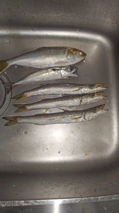 コノシロの釣果