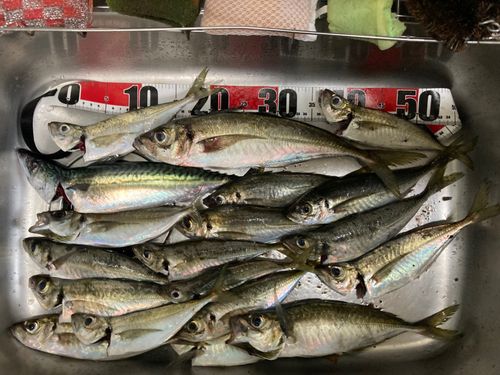 アジの釣果