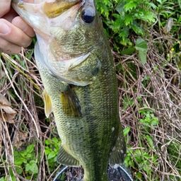 ラージマウスバス